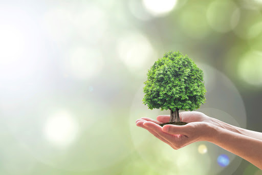 Il viaggio dell’albero dall’Eden alla terra di Israele